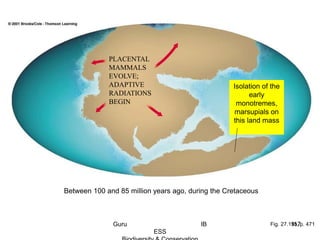 Fig. 27.19b, p. 471
PLACENTAL
MAMMALS
EVOLVE;
ADAPTIVE
RADIATIONS
BEGIN
Isolation of the
early
monotremes,
marsupials on
this land mass
Between 100 and 85 million years ago, during the Cretaceous
117Guru IB
ESS
 