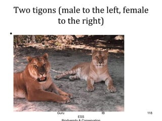 Two tigons (male to the left, female
to the right)
•
118Guru IB
ESS
 