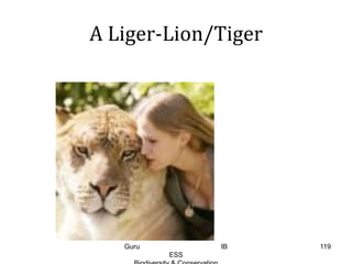 A Liger-Lion/Tiger
119Guru IB
ESS
 