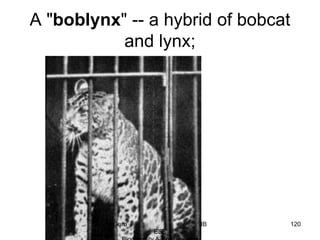 A "boblynx" -- a hybrid of bobcat
and lynx;
120Guru IB
ESS
 
