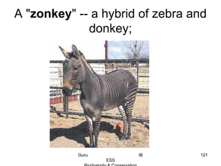 A "zonkey" -- a hybrid of zebra and
donkey;
121Guru IB
ESS
 