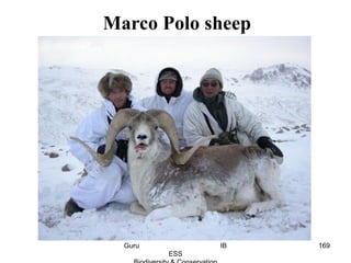Marco Polo sheep
169Guru IB
ESS
 