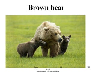 Brown bear
170Guru IB
ESS
 