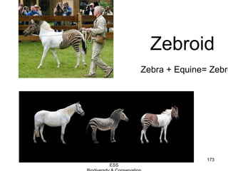 Zebroid
Zebra + Equine= Zebro
173Guru IB
ESS
 