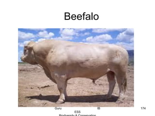 Beefalo
174Guru IB
ESS
 