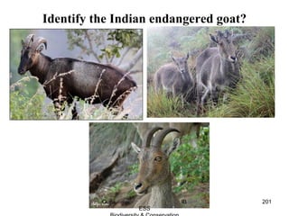 Identify the Indian endangered goat?
201Guru IB
ESS
 