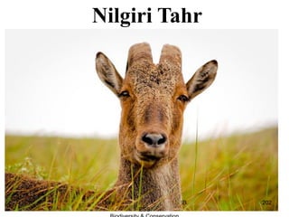 Nilgiri Tahr
202Guru IB
ESS
 