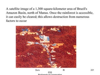 A satellite image of a 1,300 square-kilometer area of Brazil's
Amazon Basin, north of Manus. Once the rainforest is accessible,
it can easily be cleared; this allows destruction from numerous
factors to occur
231Guru IB
ESS
 