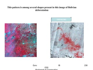 This pattern is among several shapes present in this image of Bolivian
deforestation
THINKERS
238Guru IB
ESS
 