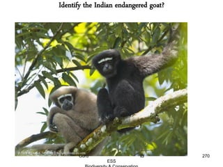 Identify the Indian endangered goat?
270Guru IB
ESS
 