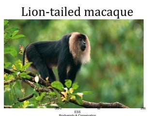 Lion-tailed macaque
286Guru IB
ESS
 