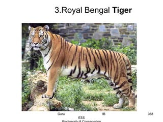 3.Royal Bengal Tiger
368Guru IB
ESS
 