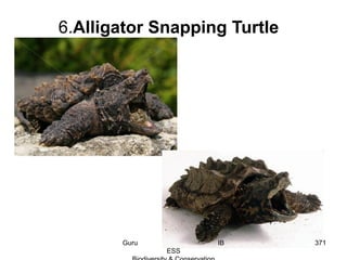6.Alligator Snapping Turtle
371Guru IB
ESS
 