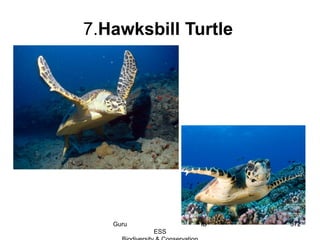 7.Hawksbill Turtle
372Guru IB
ESS
 