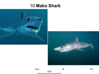 10.Mako Shark
373Guru IB
ESS
 