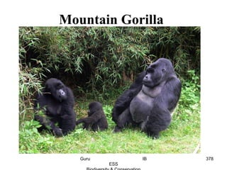 Mountain Gorilla
378Guru IB
ESS
 