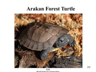 Arakan Forest Turtle
379Guru IB
ESS
 