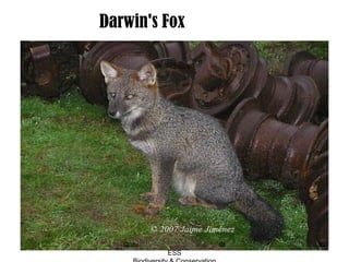 Darwin's Fox
380Guru IB
ESS
 