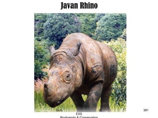 Javan Rhino
381Guru IB
ESS
 