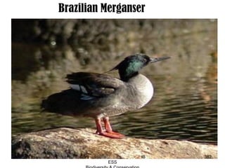Brazilian Merganser
382Guru IB
ESS
 