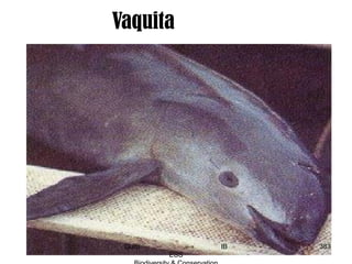 Vaquita
383Guru IB
ESS
 