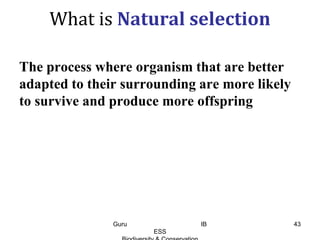 What is Natural selection
The process where organism that are better
adapted to their surrounding are more likely
to survive and produce more offspring
43Guru IB
ESS
 