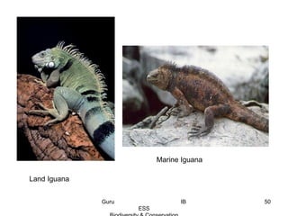 Land Iguana
Marine Iguana
50Guru IB
ESS
 