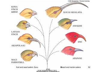 FOUNDER SPECIES
insect and nectar eatersfruit and seed eaters
KAUAI AKIALAOA
AMAKIHI
IIWI
APAPANE
KONA
FINCH
extinct
LAYSAN
FINCH
AKIAPOLAAU
MAUI
PARROTBILL
52Guru IB
ESS
 