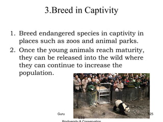 3.Breed in Captivity
1. Breed endangered species in captivity in
places such as zoos and animal parks.
2. Once the young animals reach maturity,
they can be released into the wild where
they can continue to increase the
population.
525Guru IB
ESS
 