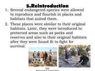 5.Reintroduction
1. Several endangered species were allowed
to reproduce and flourish in places and
habitats that suited them.
2. These places were similar to their original
habitats. Later, they were introduced to
protected areas such as parks and
reserves and also to their original habitats
after they were found fit to fight for
survival.
529Guru IB
ESS
 
