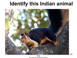 Identify this Indian animal
534Guru IB
ESS
 