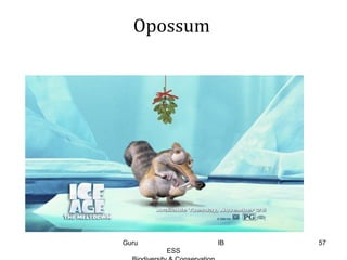 Opossum
57Guru IB
ESS
 