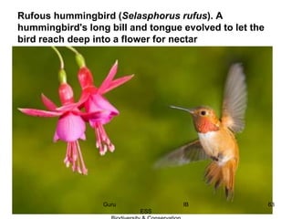 Rufous hummingbird (Selasphorus rufus). A
hummingbird's long bill and tongue evolved to let the
bird reach deep into a flower for nectar
63Guru IB
ESS
 