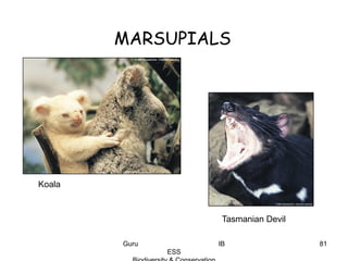 Koala
MARSUPIALS
Tasmanian Devil
81Guru IB
ESS
 