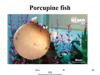 Porcupine fish
89Guru IB
ESS
 