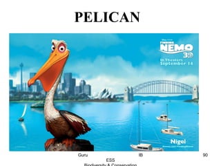 PELICAN
90Guru IB
ESS
 