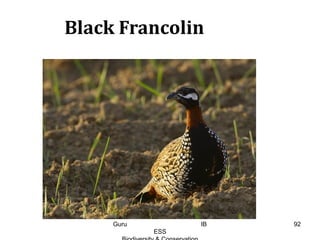 Black Francolin
92Guru IB
ESS
 