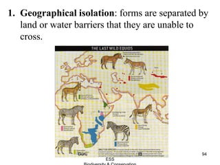 1. Geographical isolation: forms are separated by
land or water barriers that they are unable to
cross.
94Guru IB
ESS
 