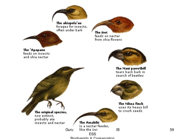 beak of the finch essay questions Treasure hunt clues for kids beaks of finches student laboratory packet darwin finch beak lab answers calculus ab 2018 multiple choice test questions team mom. beak of the finch essay questions Treasure hunt clues for kids beaks of finches student laboratory packet darwin finch beak lab answers calculus ab 2018 multiple choice test questions team mom.