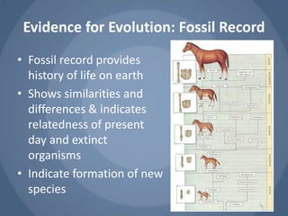 Evolution of the horse worksheet answers
