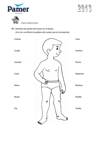 TAREA DOMICILIARIA
01. Identifica las partes del cuerpo en el dibujo.
Une con una flecha la palabra del cuerpo que le corresponde
Cráneo
Cuello
Hombro
Codo
Mano
Muslo
Pie
Cara
Hombro
Pecho
Abdomen
Muñeca
Rodilla
Tobillo
 