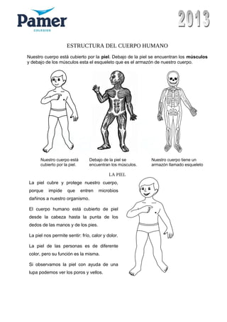ESTRUCTURA DEL CUERPO HUMANO
Nuestro cuerpo está cubierto por la piel. Debajo de la piel se encuentran los músculos
y debajo de los músculos esta el esqueleto que es el armazón de nuestro cuerpo.
Nuestro cuerpo está Debajo de la piel se Nuestro cuerpo tiene un
cubierto por la piel. encuentran los músculos. armazón llamado esqueleto
LA PIEL
La piel cubre y protege nuestro cuerpo,
porque impide que entren microbios
dañinos a nuestro organismo.
El cuerpo humano está cubierto de piel
desde la cabeza hasta la punta de los
dedos de las manos y de los pies.
La piel nos permite sentir: frío, calor y dolor.
La piel de las personas es de diferente
color, pero su función es la misma.
Si observamos la piel con ayuda de una
lupa podemos ver los poros y vellos.
 