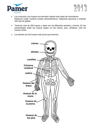• Los músculos y los huesos nos permiten realizar toda clase de movimientos.
Debemos cuidar nuestros huesos alimentándonos, realizando ejercicios y evitando
todo tipo de golpes.
• Tenemos más de 200 huesos y éstos son de diferentes tamaños y formas. En las
extremidades están los huesos largos; en las manos, pies, vértebras, oído los
huesos cortos.
• Los dientes son los huesos más duros que tenemos.
 