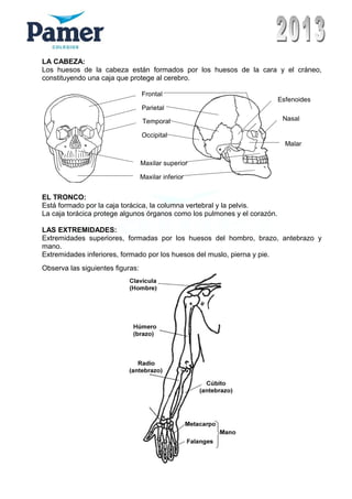 LA CABEZA:
Los huesos de la cabeza están formados por los huesos de la cara y el cráneo,
constituyendo una caja que protege al cerebro.
Frontal
Parietal
Temporal
Occipital
Maxilar superior
Maxilar inferior
Malar
Nasal
Esfenoides
EL TRONCO:
Está formado por la caja torácica, la columna vertebral y la pelvis.
La caja torácica protege algunos órganos como los pulmones y el corazón.
LAS EXTREMIDADES:
Extremidades superiores, formadas por los huesos del hombro, brazo, antebrazo y
mano.
Extremidades inferiores, formado por los huesos del muslo, pierna y pie.
Observa las siguientes figuras:
 