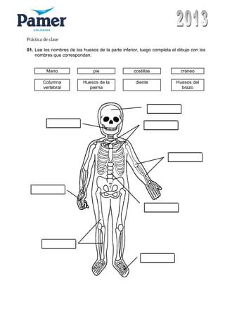 Práctica de clase
01. Lee los nombres de los huesos de la parte inferior, luego completa el dibujo con los
nombres que correspondan:
Mano pie costillas cráneo
Columna
vertebral
Huesos de la
pierna
diente Huesos del
brazo
 