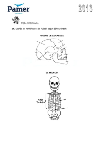 TAREA DOMICILIARIA
01. Escribe los nombres de los huesos según correspondan:
HUESOS DE LA CABEZA
EL TRONCO
 