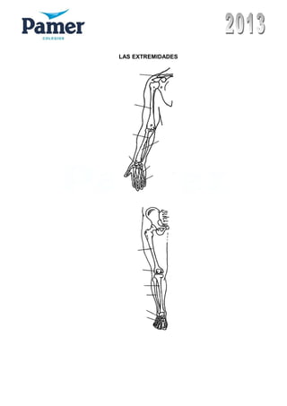 LAS EXTREMIDADES
 