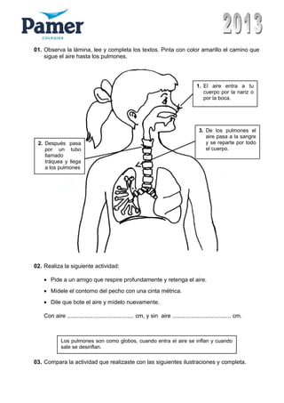 01. Observa la lámina, lee y completa los textos. Pinta con color amarillo el camino que
sigue el aire hasta los pulmones.
02. Realiza la siguiente actividad:
• Pide a un amigo que respire profundamente y retenga el aire.
• Mídele el contorno del pecho con una cinta métrica.
• Dile que bote el aire y mídelo nuevamente.
Con aire .......................................... cm, y sin aire ..................................... cm.
03. Compara la actividad que realizaste con las siguientes ilustraciones y completa.
3. De los pulmones el
aire pasa a la sangre
y se reparte por todo
el cuerpo.
1. El aire entra a tu
cuerpo por la nariz o
por la boca.
2. Después pasa
por un tubo
llamado
tráquea y llega
a los pulmones
Los pulmones son como globos, cuando entra el aire se inflan y cuando
sale se desinflan.
 