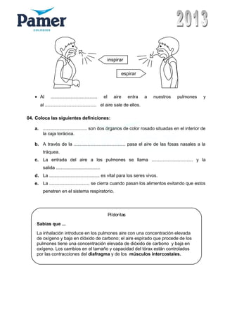 inspirar
espirar
• Al ..................................... el aire entra a nuestros pulmones y
al ......................................... el aire sale de ellos.
04. Coloca las siguientes definiciones:
a. ................................... son dos órganos de color rosado situadas en el interior de
la caja torácica.
b. A través de la ......................................... pasa el aire de las fosas nasales a la
tráquea.
c. La entrada del aire a los pulmones se llama ................................. y la
salida ...................................
d. La ........................................ es vital para los seres vivos.
e. La ................................ se cierra cuando pasan los alimentos evitando que estos
penetren en el sistema respiratorio.
Pildoritas
Sabias que ...
La inhalación introduce en los pulmones aire con una concentración elevada
de oxígeno y baja en dióxido de carbono; el aire espirado que procede de los
pulmones tiene una concentración elevada de dióxido de carbono y baja en
oxígeno. Los cambios en el tamaño y capacidad del tórax están controlados
por las contracciones del diafragma y de los músculos intercostales.
 