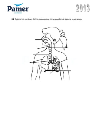 04. Coloca los nombres de los órganos que corresponden al sistema respiratorio.
 